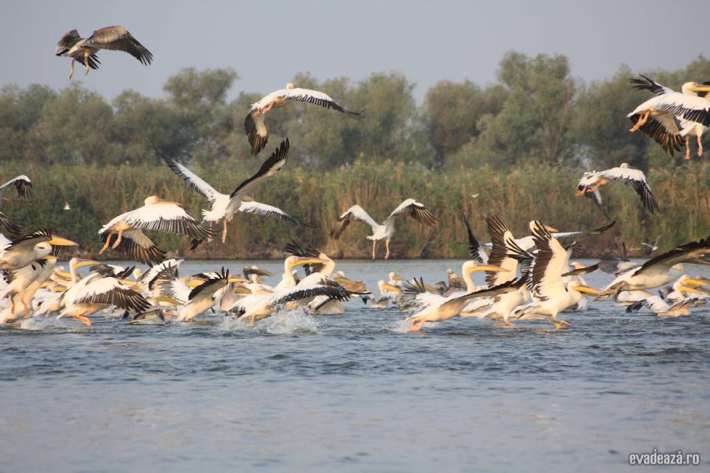 Wildlife in Delta Dunarii - Crisan | 1